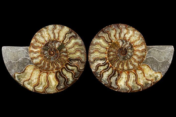 Agatized Ammonite Fossil - Madagascar #121475